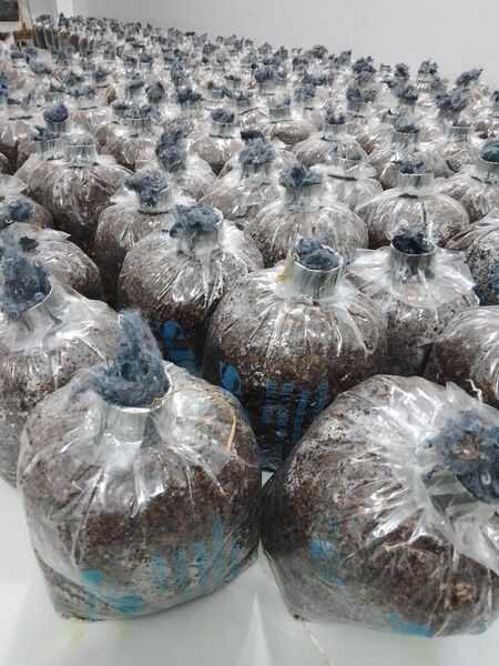 Meo Nấm Rơm - Giống VTQ & M1 Meo Nấm Rơm - Giống VTQ & M1