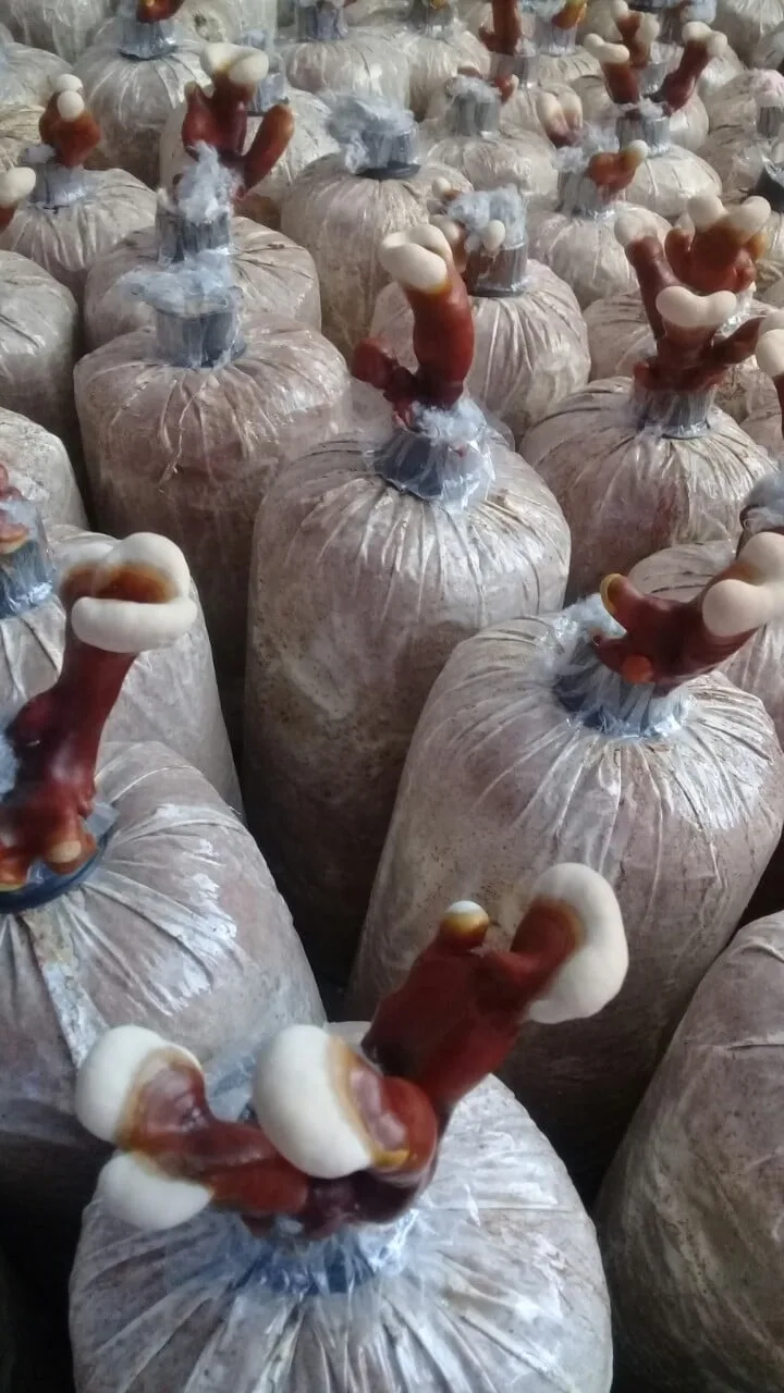 129058560_188141069633689_8267535460189141323_n