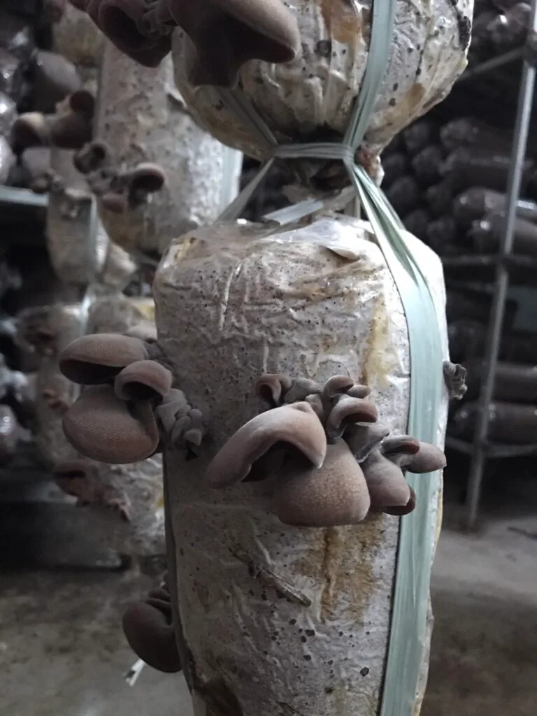 Phôi Nấm Mèo (Nấm mộc nhĩ) - Meo cọng mì