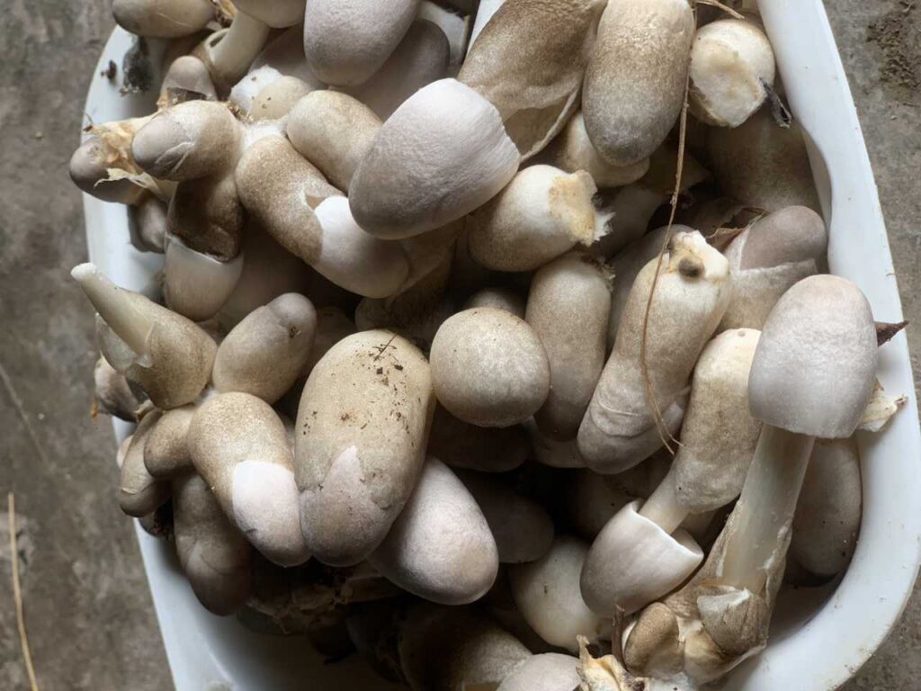 Nấm rơm Nấm rơm