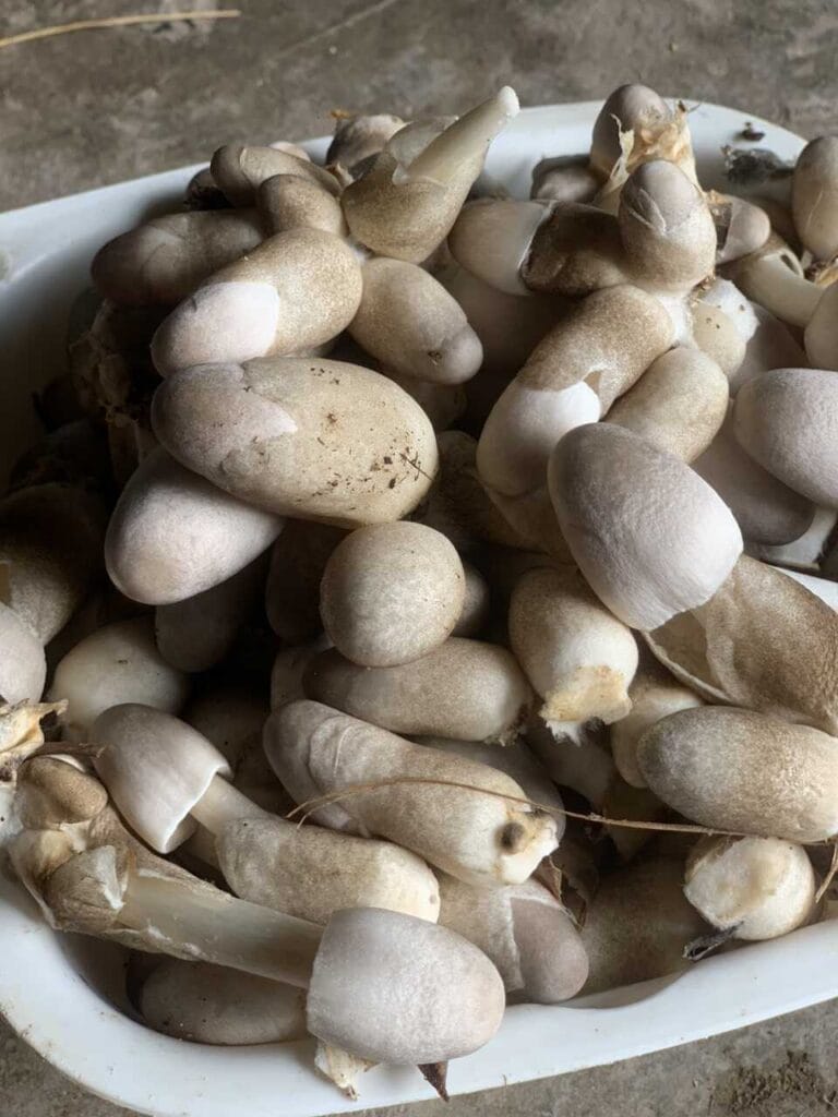 Meo Nấm Rơm - Giống VTQ & M1 Meo Nấm Rơm - Giống VTQ & M1