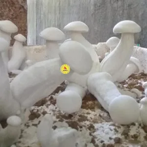 Cách trồng Nấm Hoàng Đế trong thùng xốp đơn giản nhất 2025