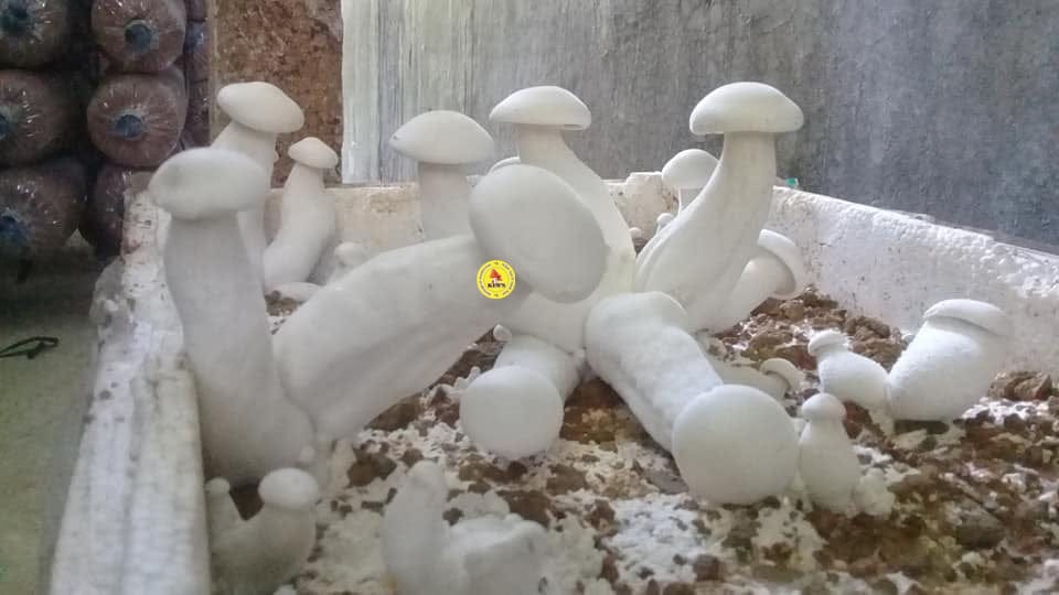 Cách trồng Nấm Hoàng Đế trong thùng xốp đơn giản nhất