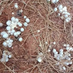 Giá Meo Nấm Rơm Cách Trồng Nấm Rơm Tại Nhà Cho Người Mới 2025