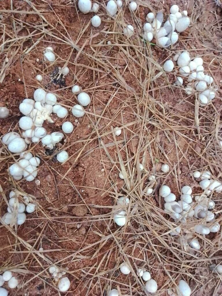 Meo Nấm Rơm - Giống VTQ & M1 Meo Nấm Rơm - Giống VTQ & M1