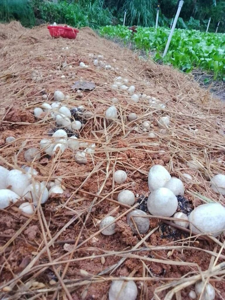 Meo Nấm Rơm - Giống VTQ & M1 Meo Nấm Rơm - Giống VTQ & M1