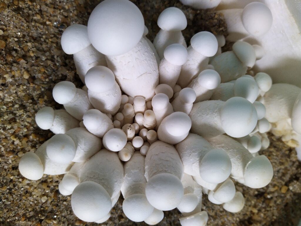 Nấm hoàng đế (Milky, Nấm sữa) Nấm hoàng đế (Milky, Nấm sữa)