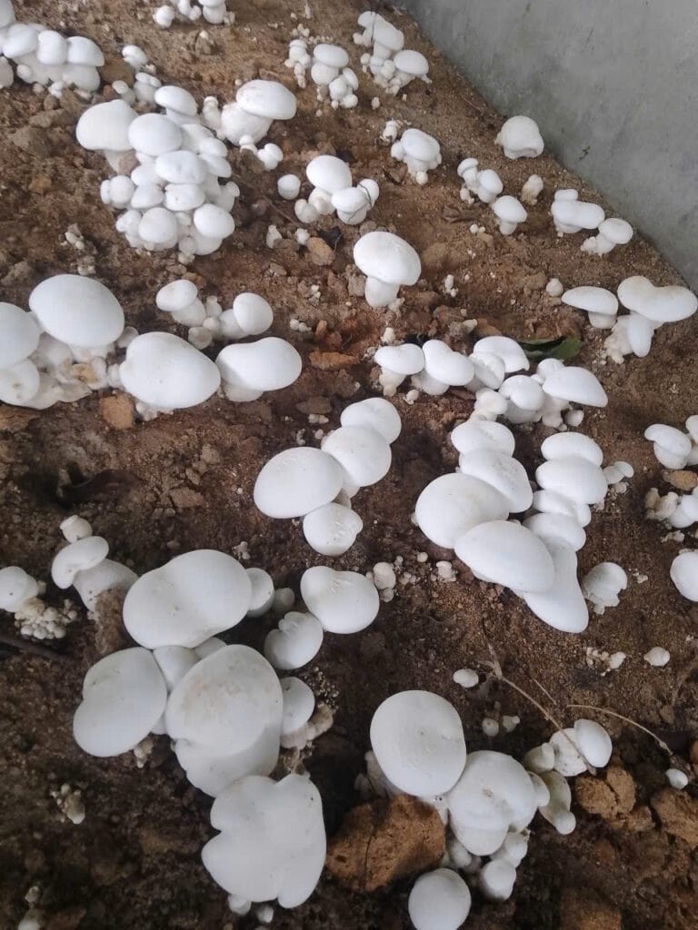 Cách trồng Nấm Hoàng Đế trong thùng xốp đơn giản nhất Cách trồng Nấm Hoàng Đế trong thùng xốp đơn giản nhất