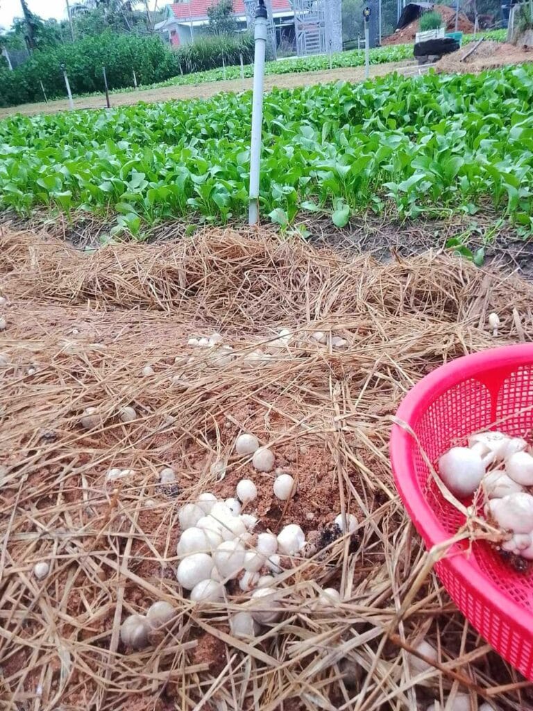 Meo Nấm Rơm - Giống VTQ & M1 Meo Nấm Rơm - Giống VTQ & M1