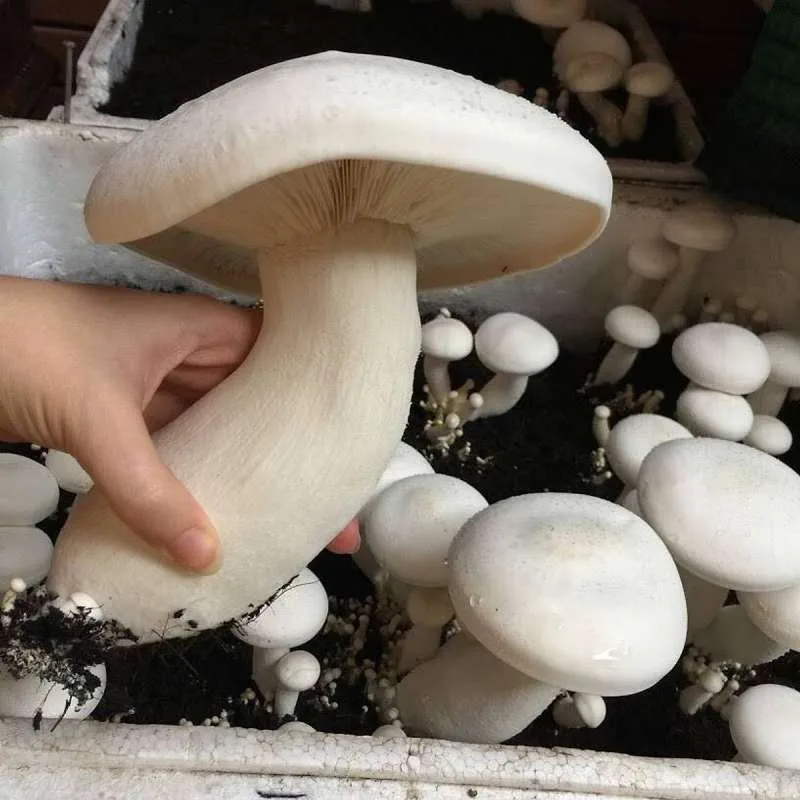 Phôi Nấm Hoàng Đế (Nấm Milky, Nấm Sữa)