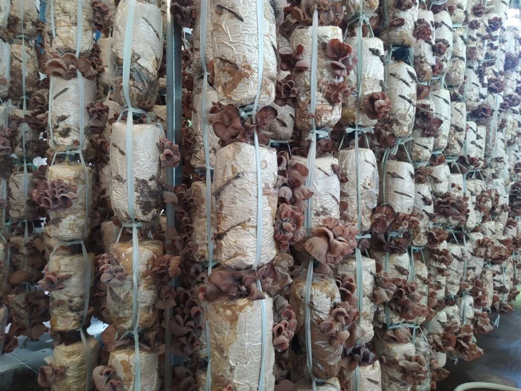 Phôi Nấm Mèo (Nấm mộc nhĩ) - Meo cọng mì