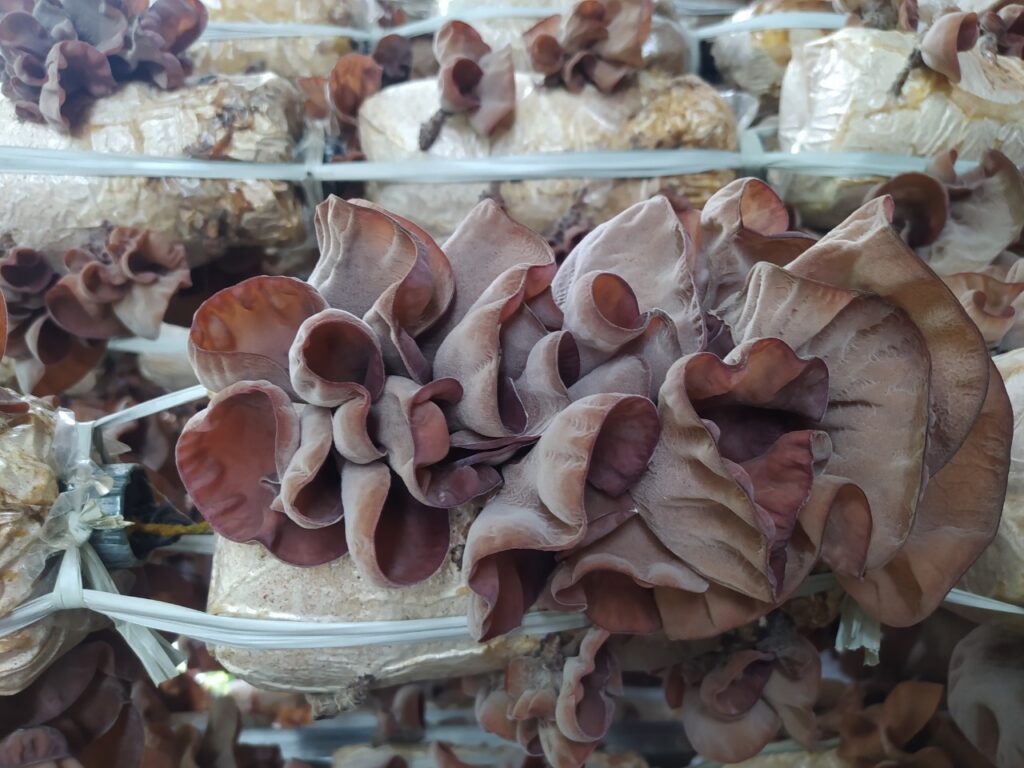 Nấm mèo (Mộc nhĩ đen) Nấm mèo (Mộc nhĩ đen)