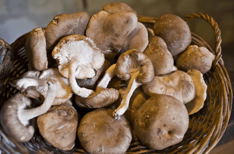 Nấm hương Nấm hương