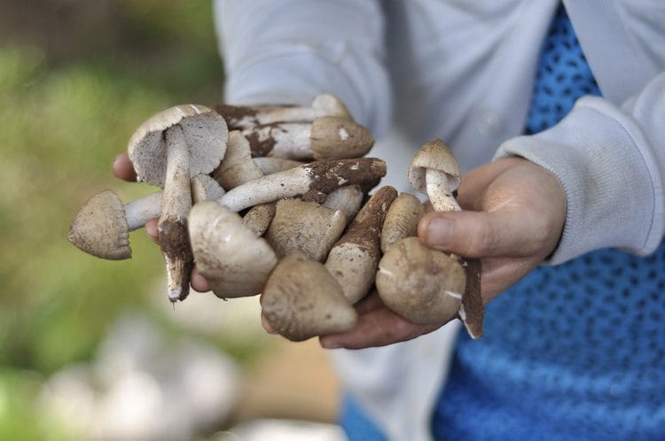 Nấm mối Nấm mối