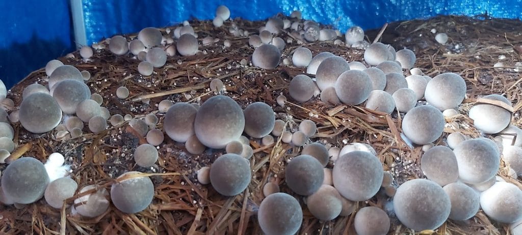 Meo Nấm Rơm - Giống VTQ & M1 Meo Nấm Rơm - Giống VTQ & M1