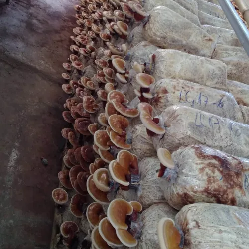 Phôi Nấm Linh Chi