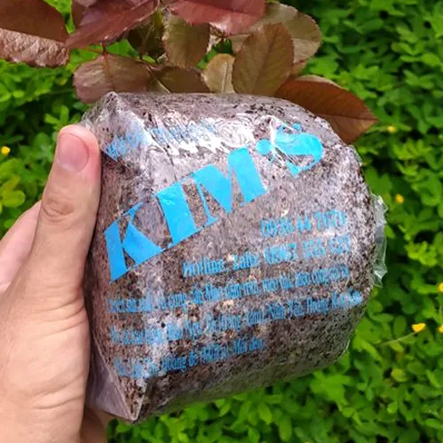 Meo Nấm Rơm - Giống VTQ & M1