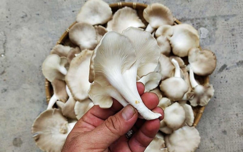 Nấm sò ( Nấm bào ngư) Nấm sò ( Nấm bào ngư)