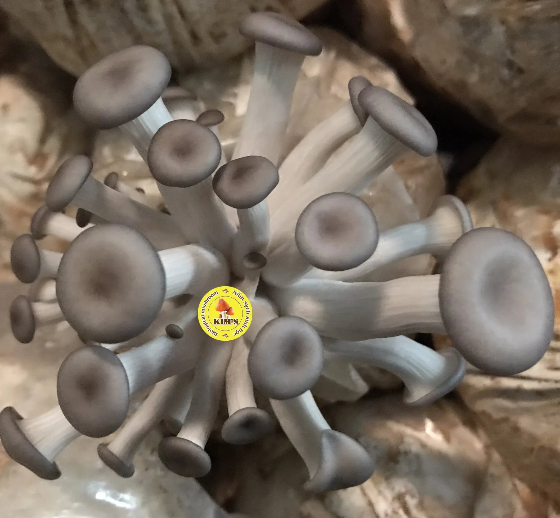 Phôi Nấm Sò Thái Xám