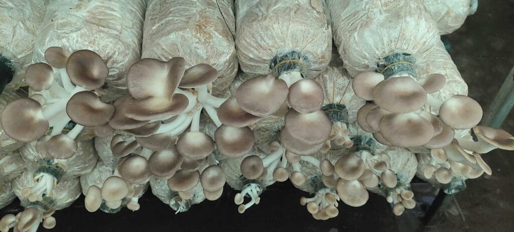 Kỹ Thuật Cách Trồng Nấm Bào Ngư Xám Tại Nhà 100% Ra Nấm