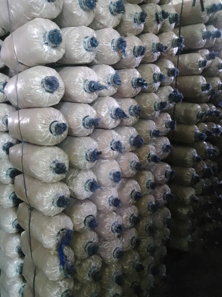 Kỹ Thuật Cách Trồng Nấm Bào Ngư Xám Tại Nhà 100% Ra Nấm