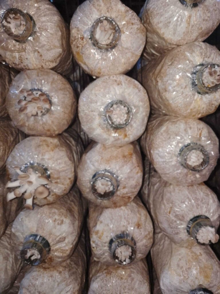 Kỹ Thuật Cách Trồng Nấm Bào Ngư Xám Tại Nhà 100% Ra Nấm