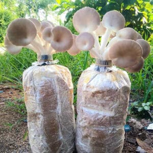 Phôi Nấm Bào Ngư