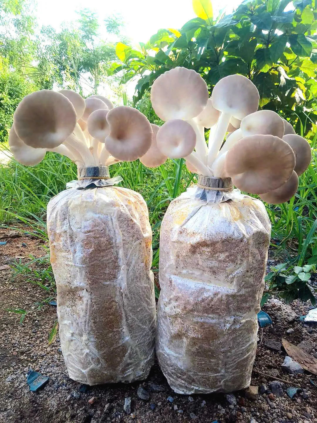 Phôi Nấm Bào Ngư