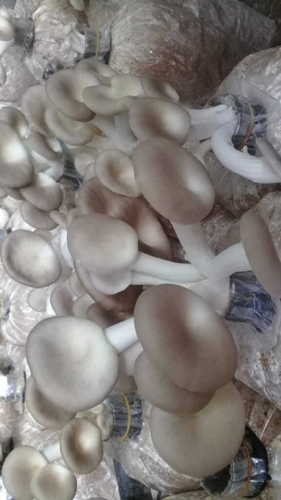 Kỹ Thuật Cách Trồng Nấm Bào Ngư Xám Tại Nhà 100% Ra Nấm