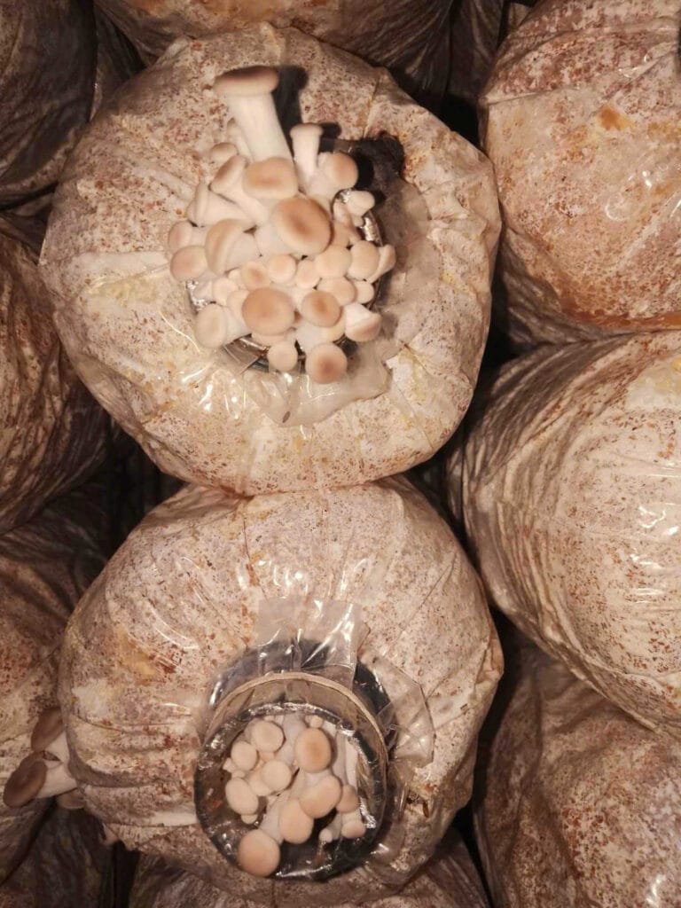 Kỹ Thuật Cách Trồng Nấm Bào Ngư Xám Tại Nhà 100% Ra Nấm