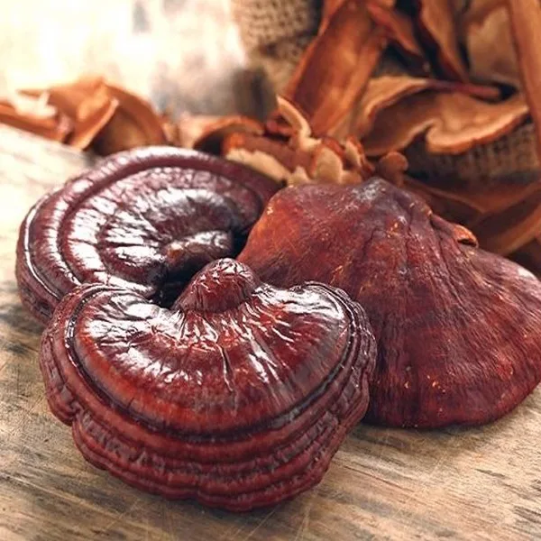 Phôi Nấm Linh Chi Đỏ