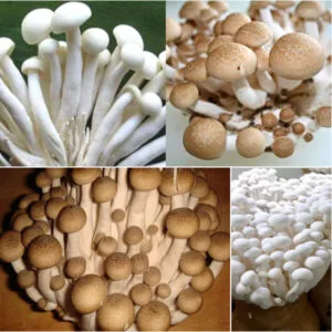 QUY TRÌNH CHĂM SÓC NẤM NGỌC CHÂM !!!