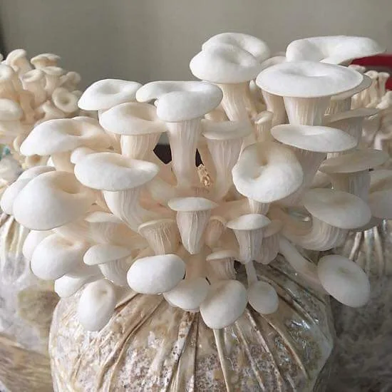 Phôi Nấm Sò Trắng