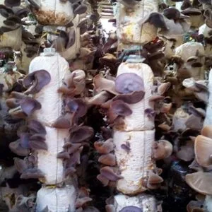 Phôi Nấm Mèo (Nấm Mộc Nhĩ)