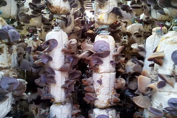 Phôi Nấm Mèo (Nấm Mộc Nhĩ)