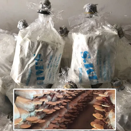 Meo Cọng Mì Nấm Linh Chi