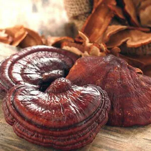 KIM NẤM “Kim chỉ nam cho nguồn sống xanh”