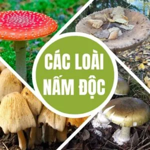 Các loài nấm độc ở Việt Nam: Cách nhận biết và phòng tránh