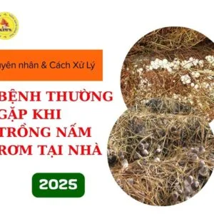 Cách xử lý bệnh thường gặp khi trồng Nấm Rơm tại nhà 2025