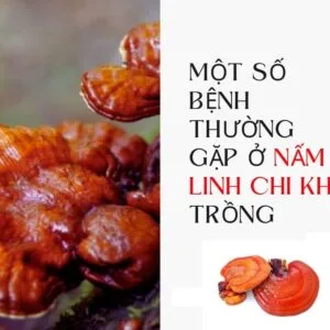 Trồng Nấm Linh Chi: Bệnh thường gặp trong quá trình trồng