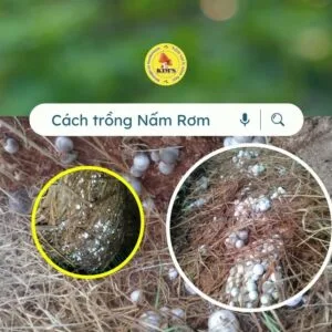Cách trồng Nấm Rơm trên mùn cưa mùn thải của phôi nấm khác